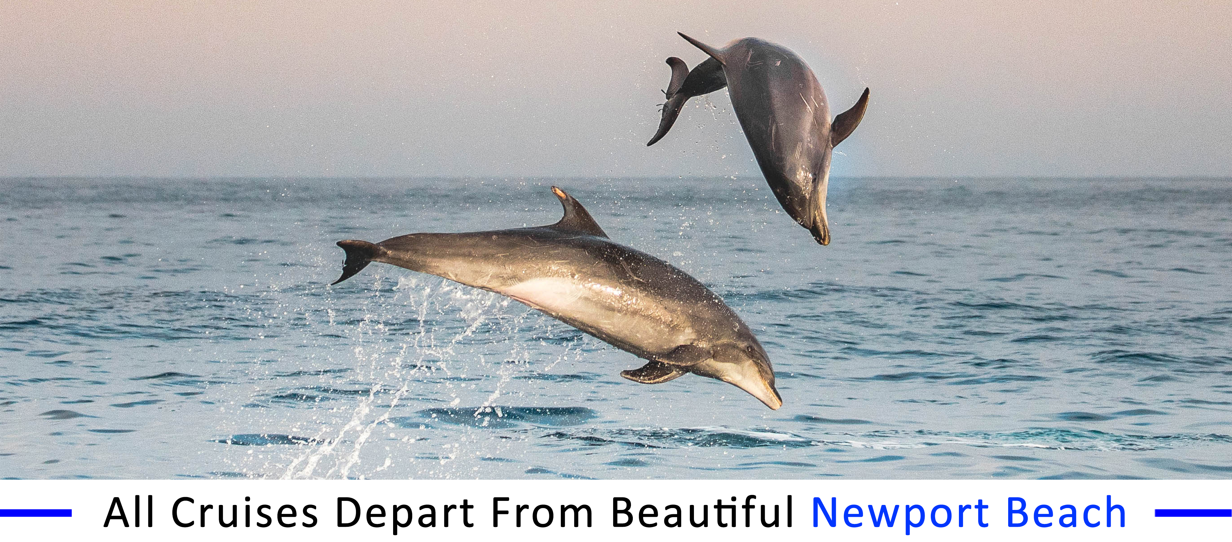 whale-watching-long-beach inexpensive-boat-rentals-long-beach