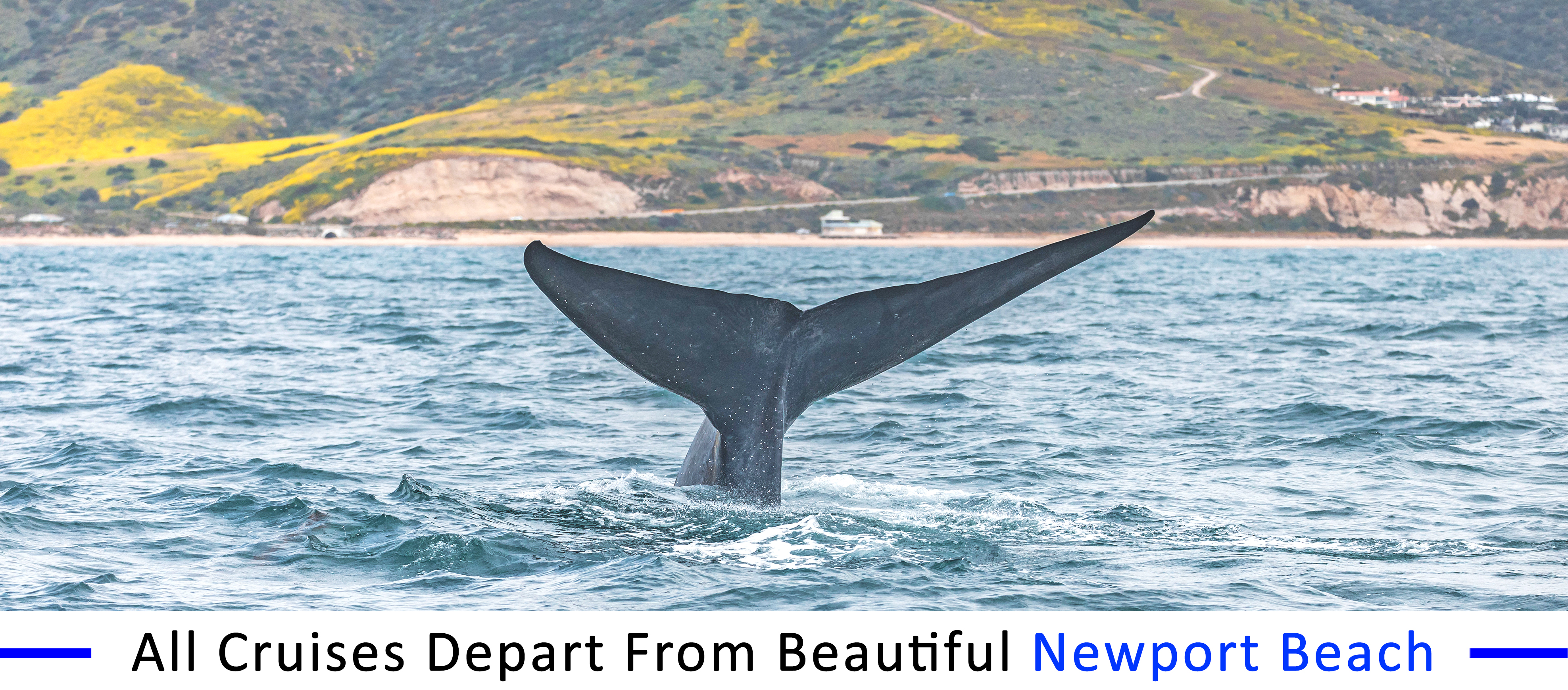 whale-watching-seal-beach whale-watching-seal-beach-group-pricing
